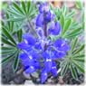 Lupinus sericeus